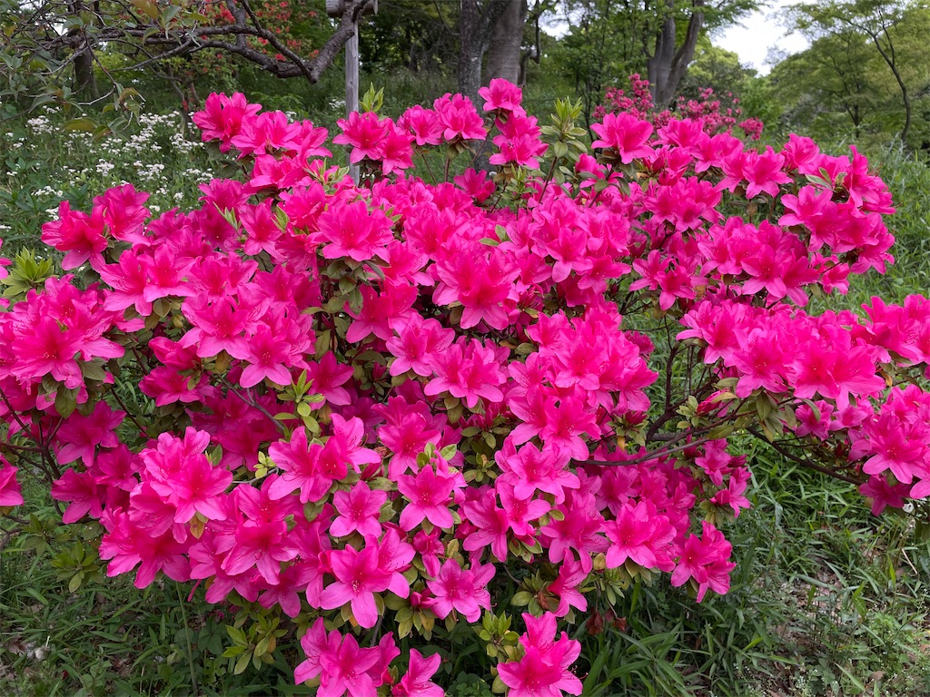 f:id:YoroCon:20230429001153j:image