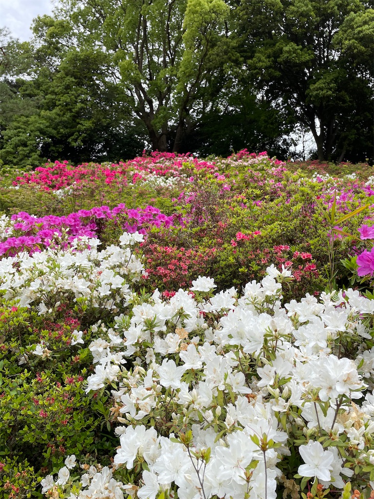 f:id:YoroCon:20230429001210j:image