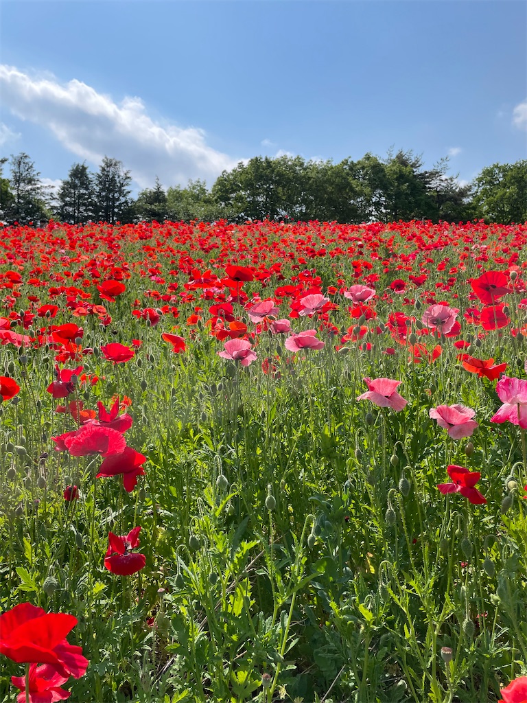 f:id:YoroCon:20230502003442j:image