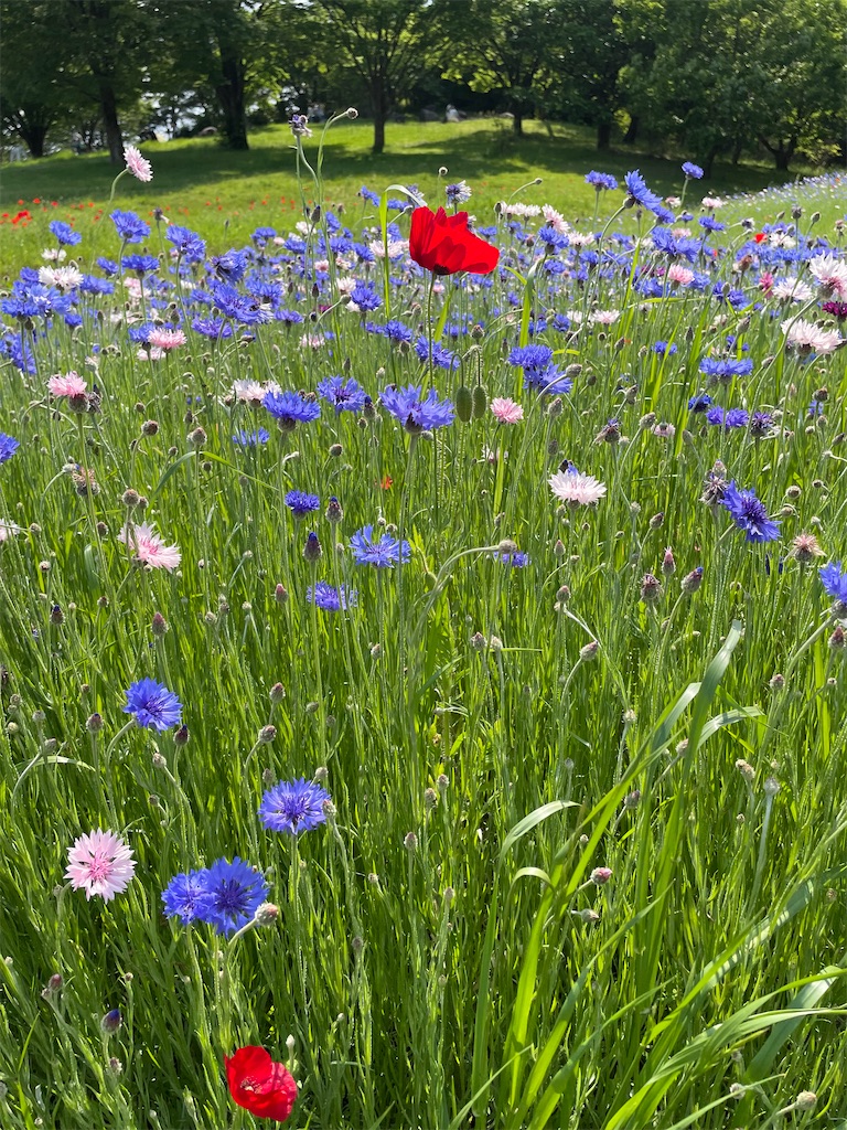 f:id:YoroCon:20230502003459j:image