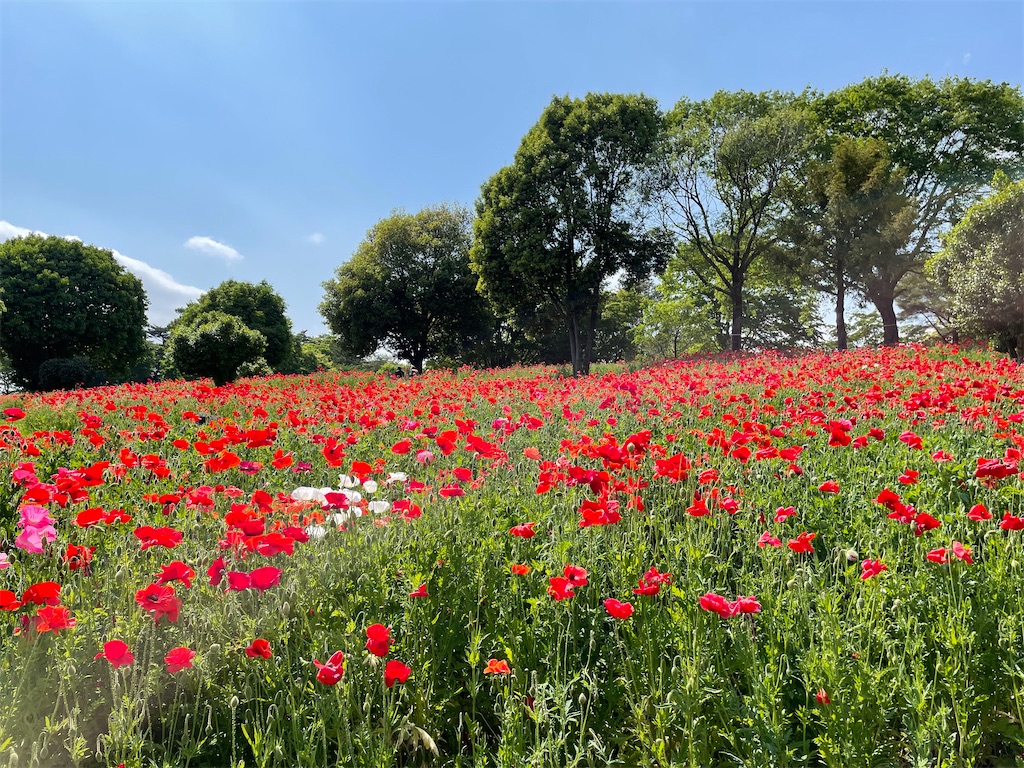 f:id:YoroCon:20230502003515j:image