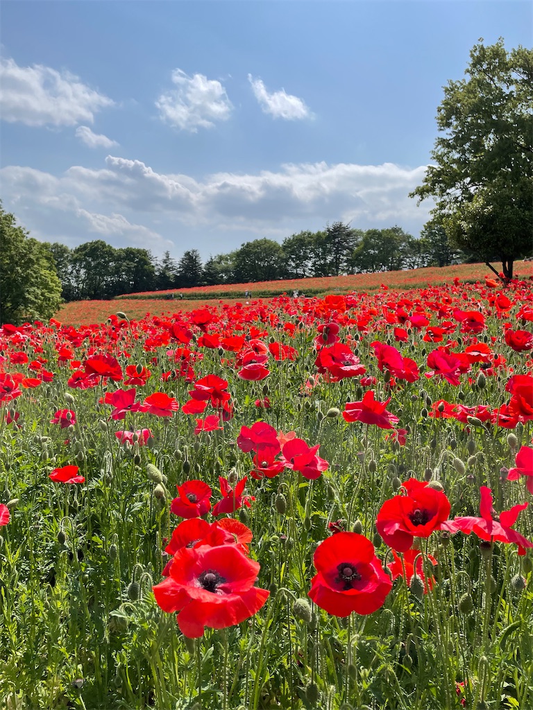 f:id:YoroCon:20230502003521j:image