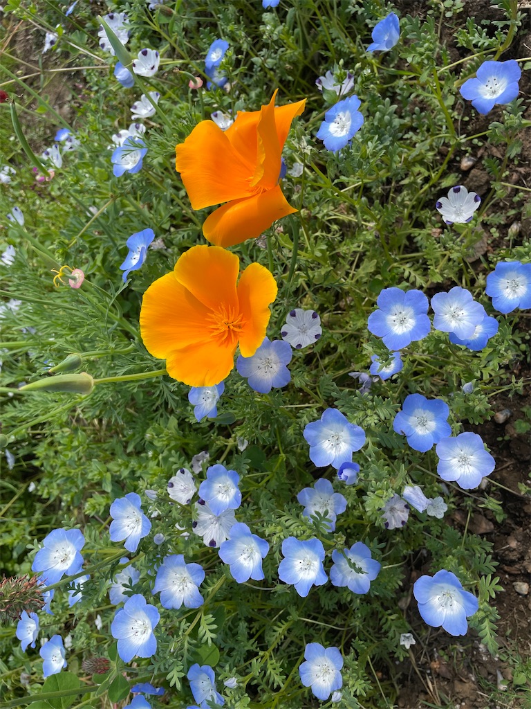 f:id:YoroCon:20230502003528j:image