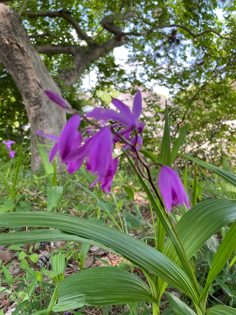 f:id:YoroCon:20230502003611j:image