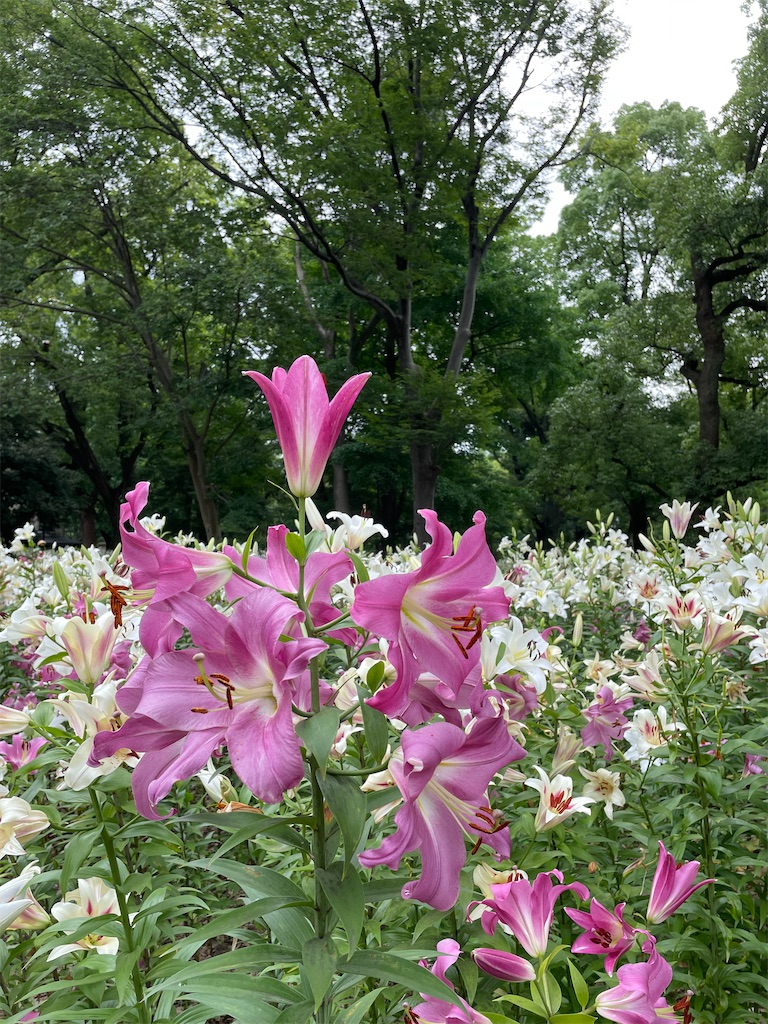 f:id:YoroCon:20230629232950j:image