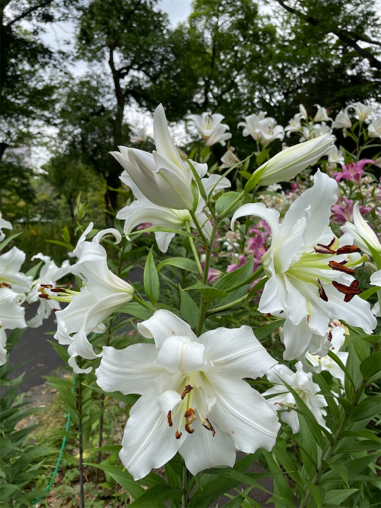 f:id:YoroCon:20230629233000j:image