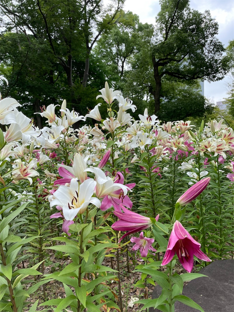 f:id:YoroCon:20230629233010j:image