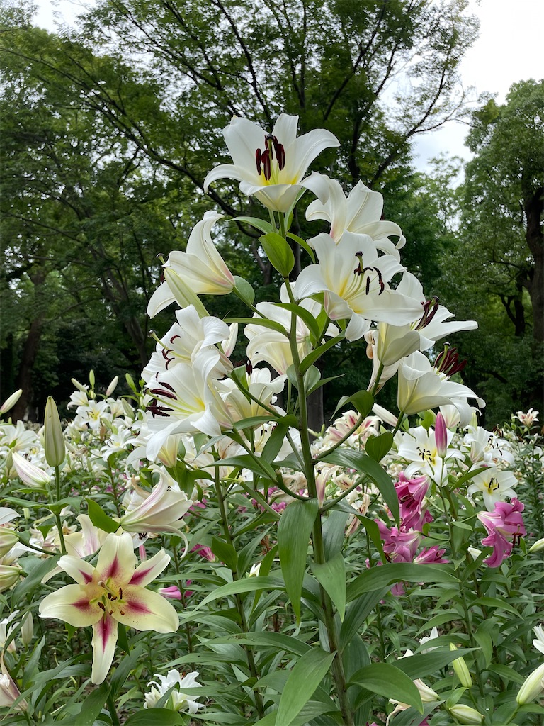 f:id:YoroCon:20230629233044j:image