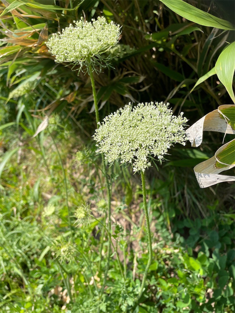 f:id:YoroCon:20230801002425j:image