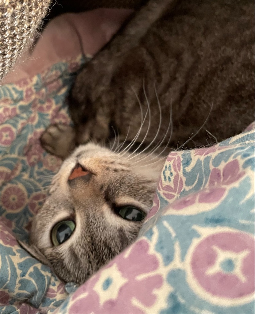 f:id:YoroCon:20231231005121j:image