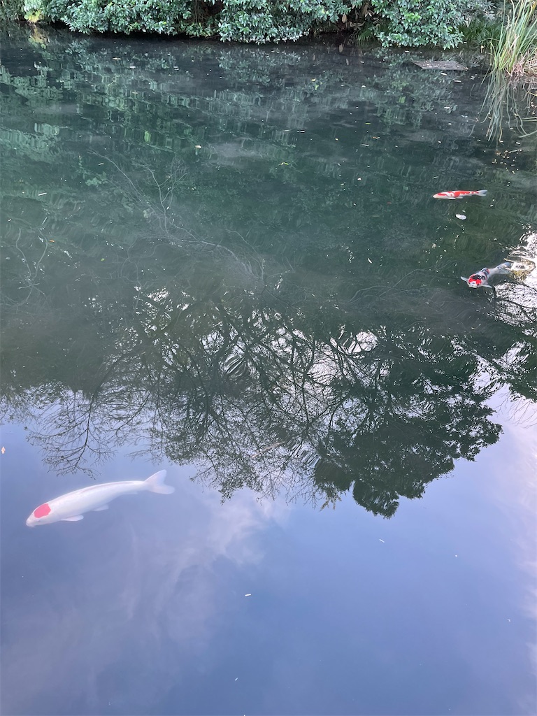 f:id:YoroCon:20231231005125j:image