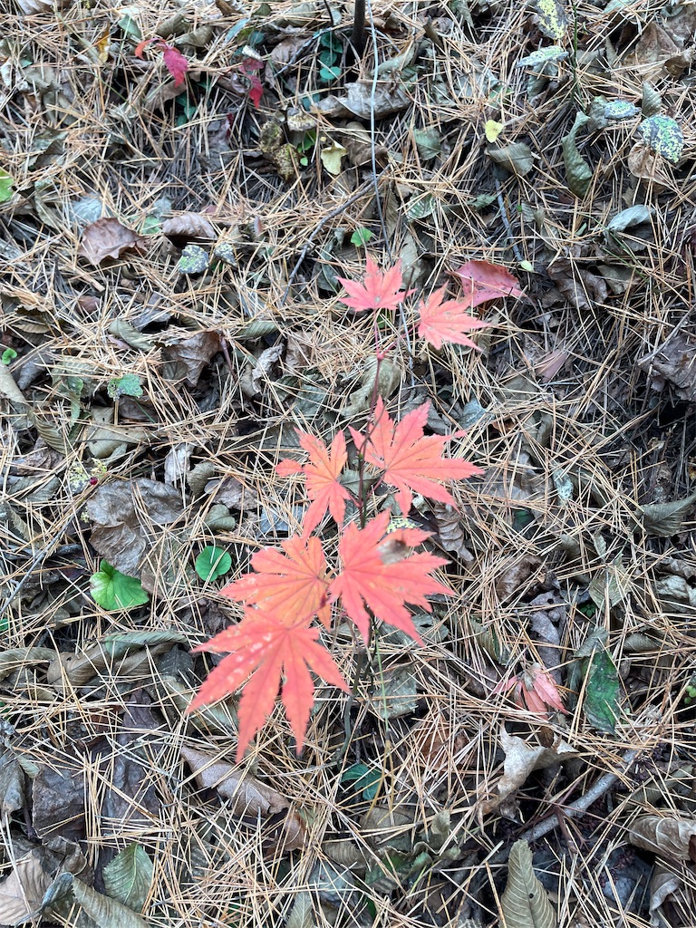 f:id:YoroCon:20231231005230j:image