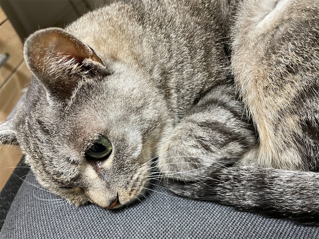 f:id:YoroCon:20231231005355j:image