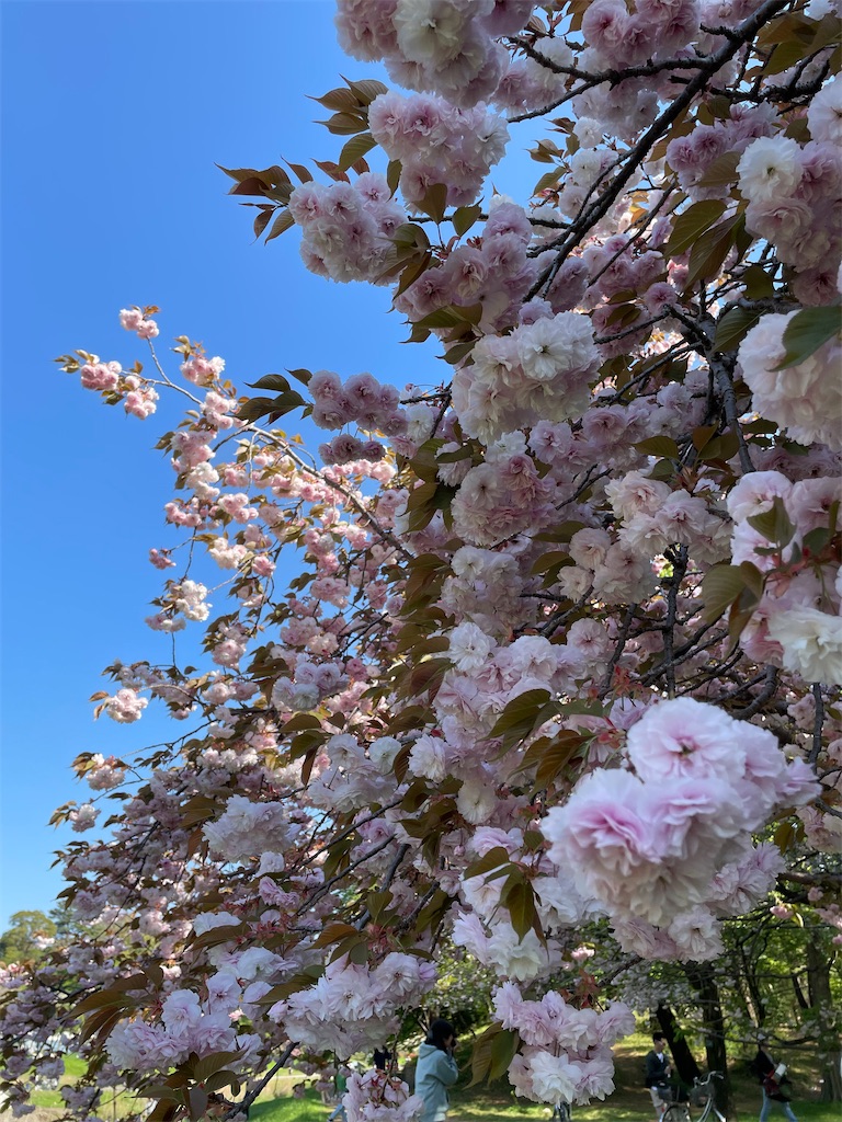 f:id:YoroCon:20231231005601j:image