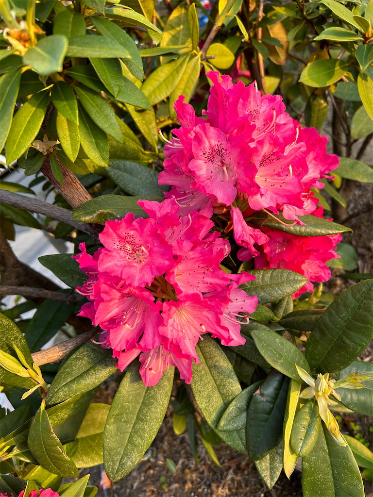 f:id:YoroCon:20240414195224j:image