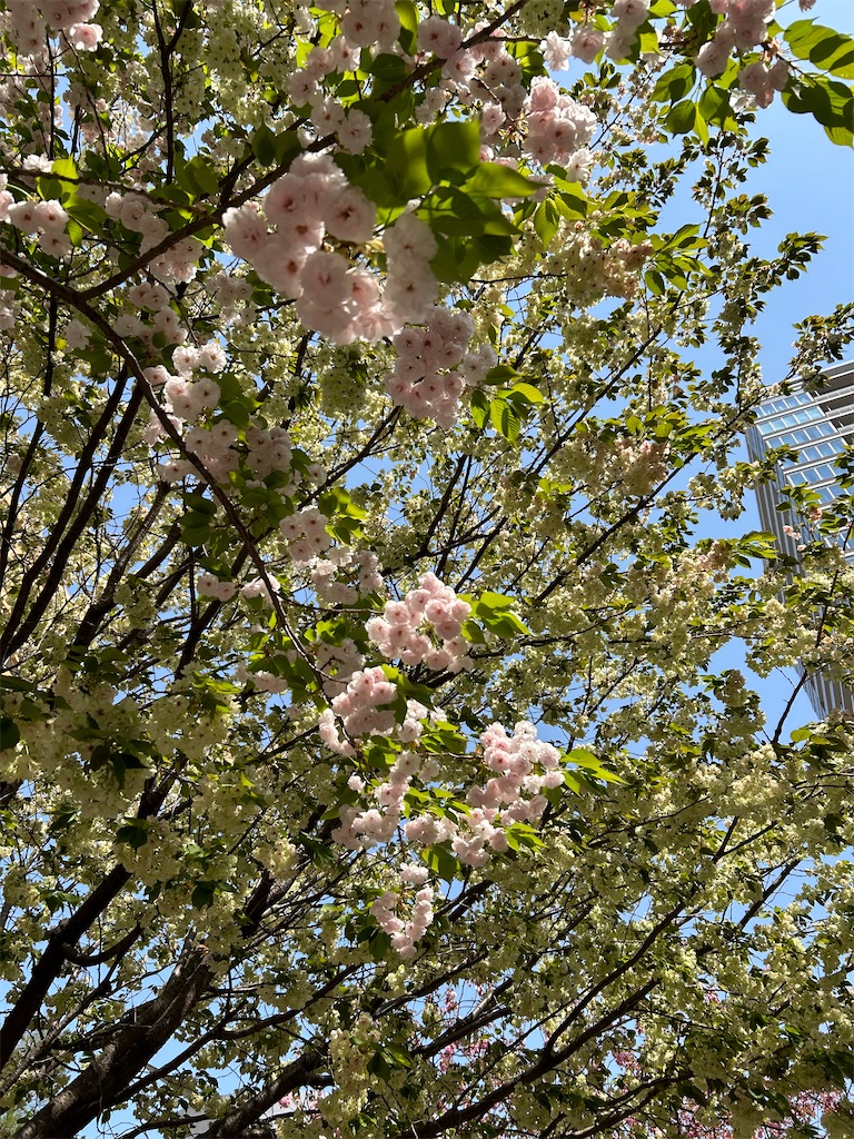 f:id:YoroCon:20240414195228j:image