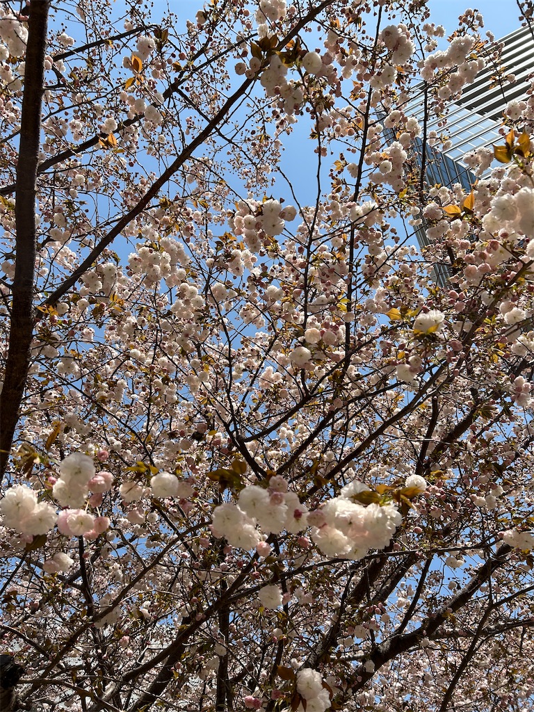 f:id:YoroCon:20240414195246j:image