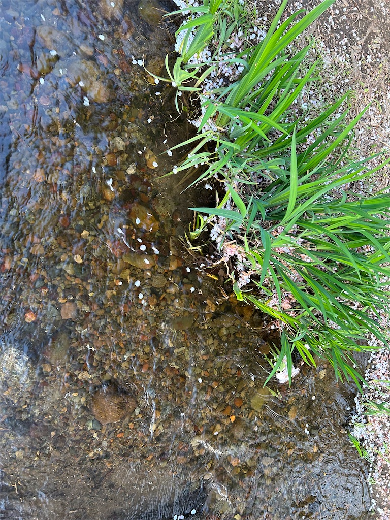 f:id:YoroCon:20240414195312j:image