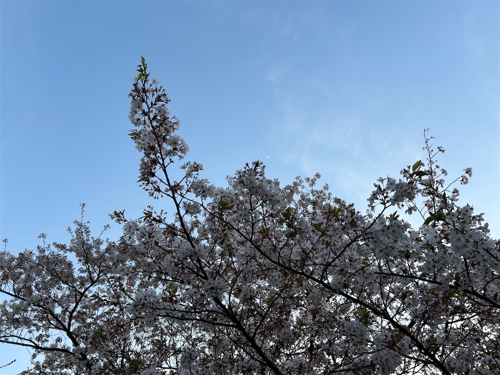 f:id:YoroCon:20240414195326j:image