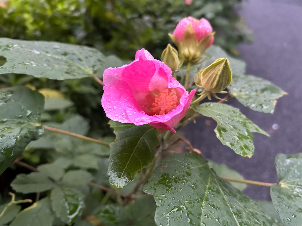 f:id:YoroCon:20251111215205j:image