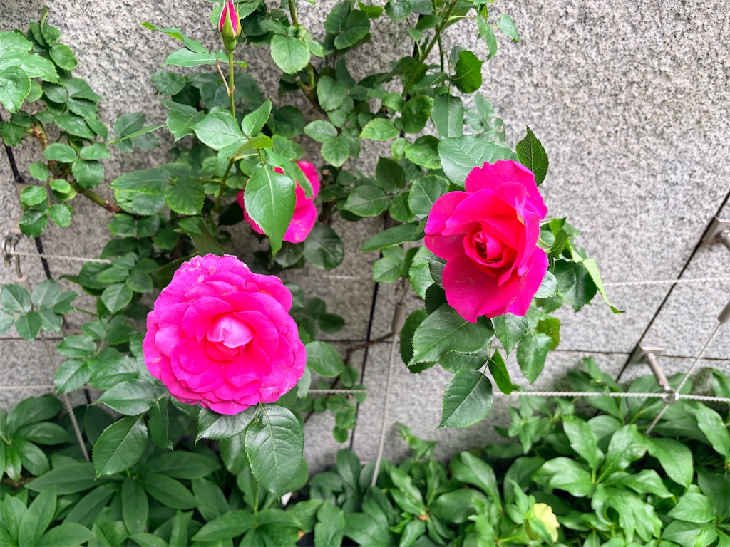 f:id:YoroCon:20260511235010j:image f:id:YoroCon:20260511235010j:image