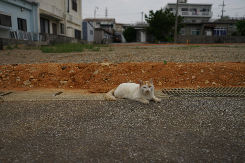 f:id:Yoshi4423:20151112202624j:plain f:id:Yoshi4423:20151112202624j:plain