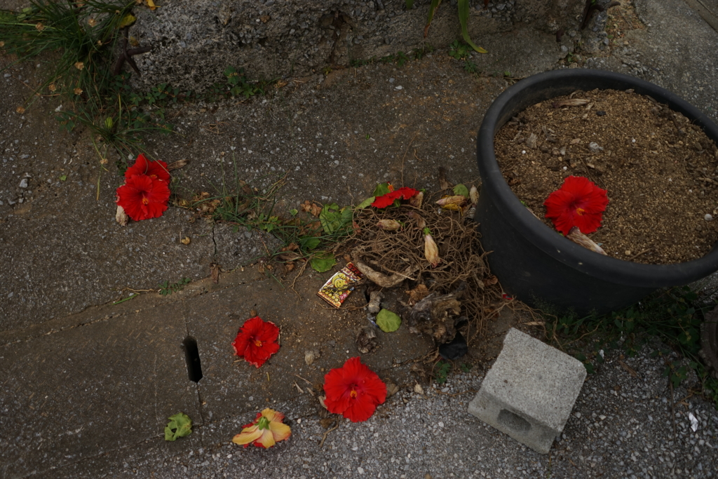 f:id:Yoshi4423:20151112202629j:plain f:id:Yoshi4423:20151112202629j:plain