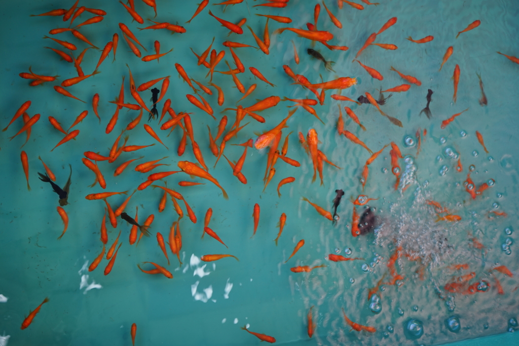 f:id:Yoshi4423:20161013152208j:plain