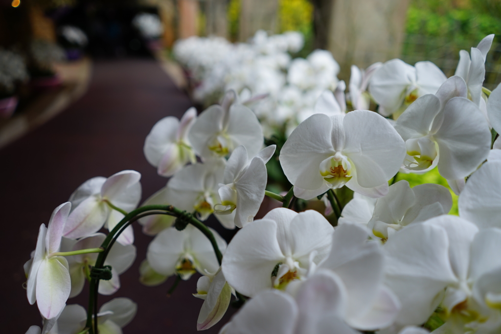 f:id:Yoshi4423:20170205215408j:plain