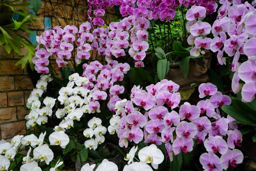 f:id:Yoshi4423:20170205215602j:plain