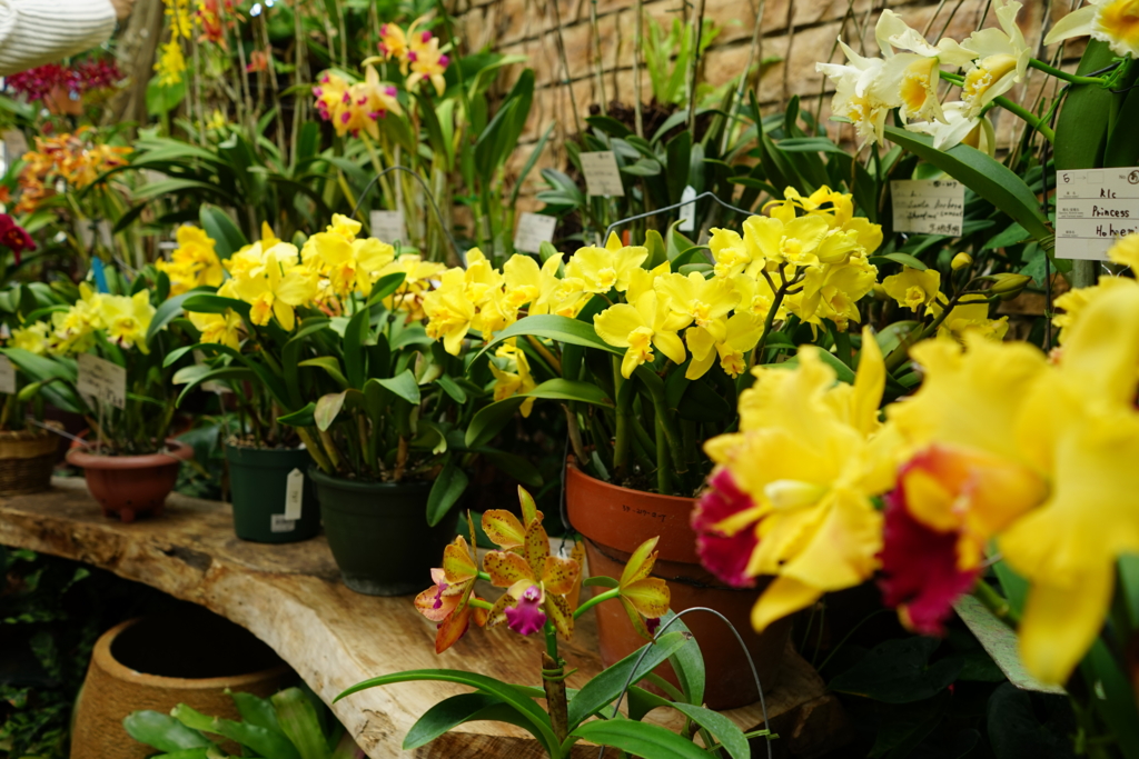 f:id:Yoshi4423:20170205215704j:plain