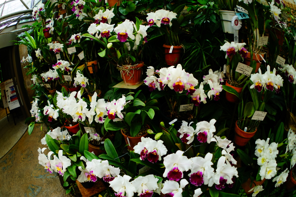 f:id:Yoshi4423:20170205215732j:plain