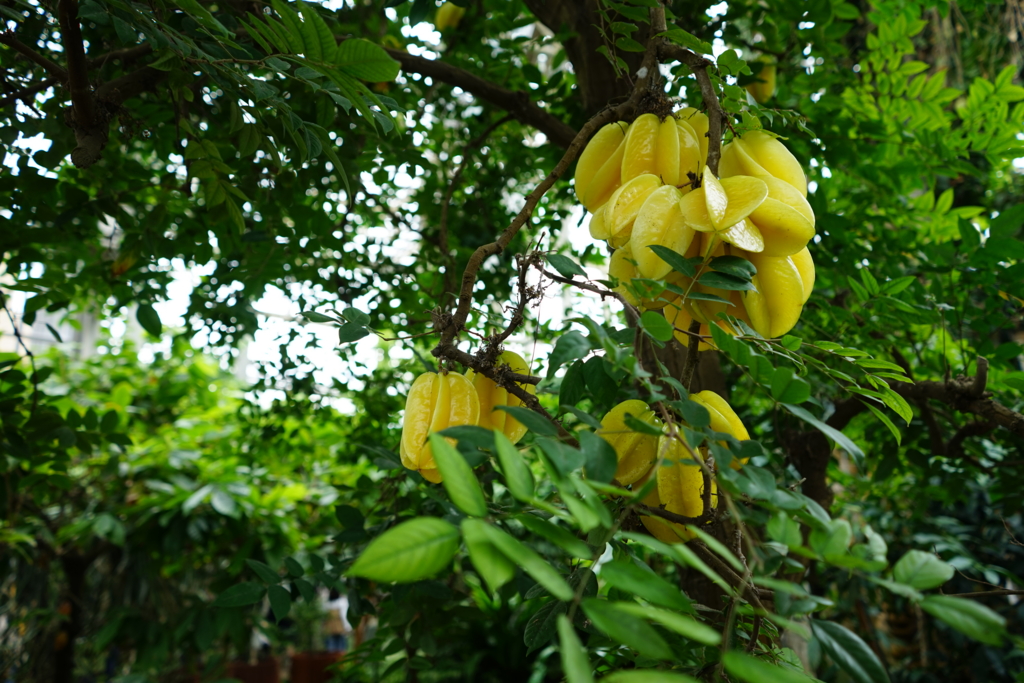 f:id:Yoshi4423:20170206001849j:plain