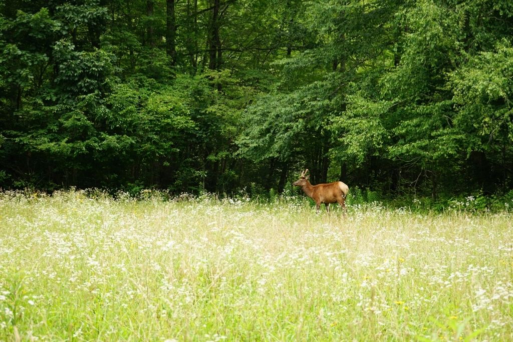 f:id:Yoshi4423:20170711024939j:plain