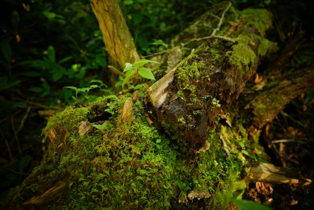 f:id:Yoshi4423:20170715053445j:plain