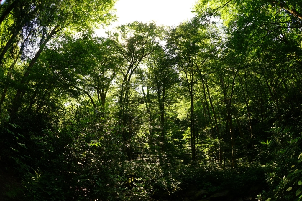 f:id:Yoshi4423:20170715053450j:plain