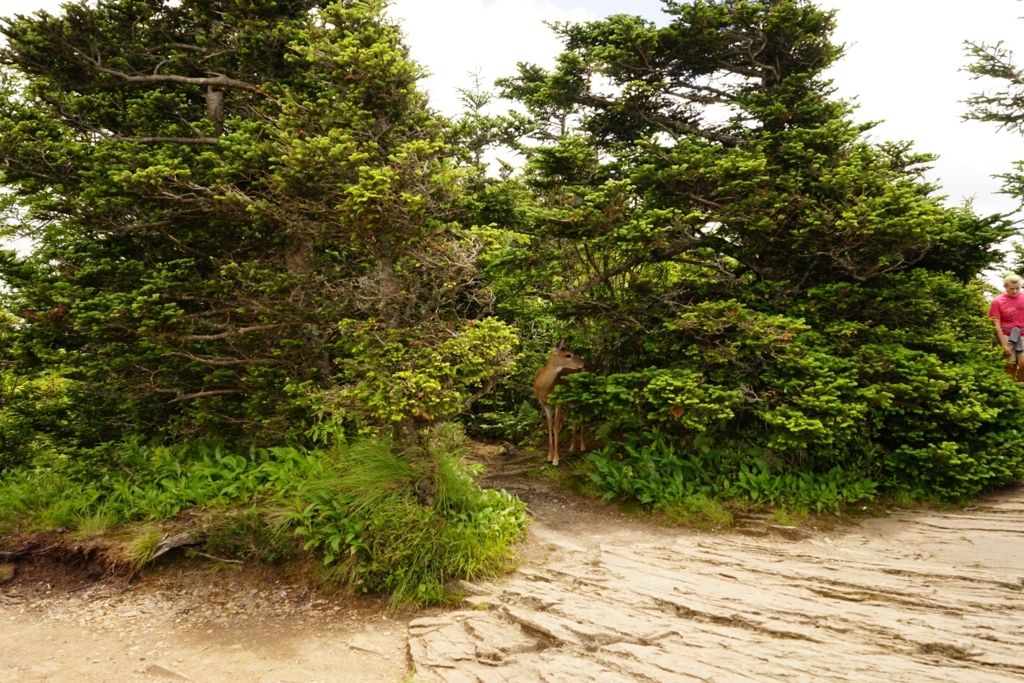 f:id:Yoshi4423:20170715054720j:plain