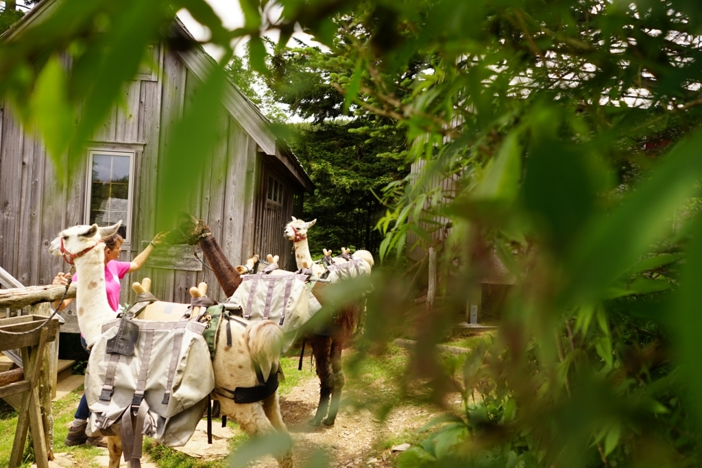 f:id:Yoshi4423:20170715061533j:plain