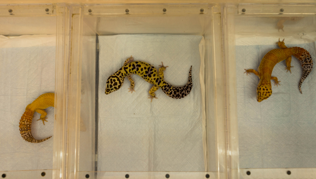 f:id:Yoshi4423:20170821163627j:plain