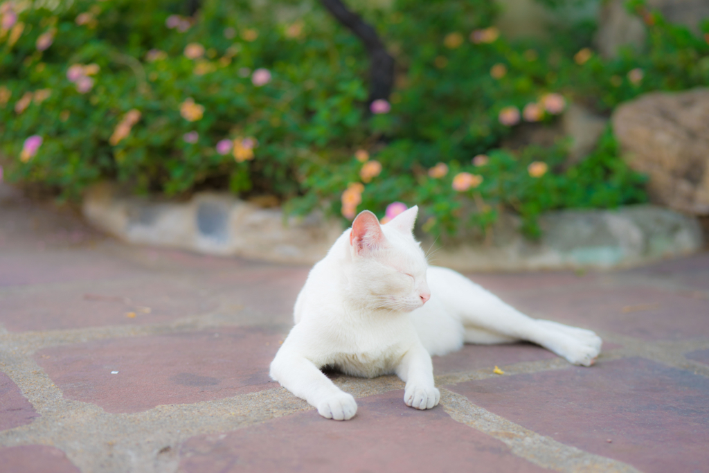 f:id:Yoshi4423:20180116173356j:plain