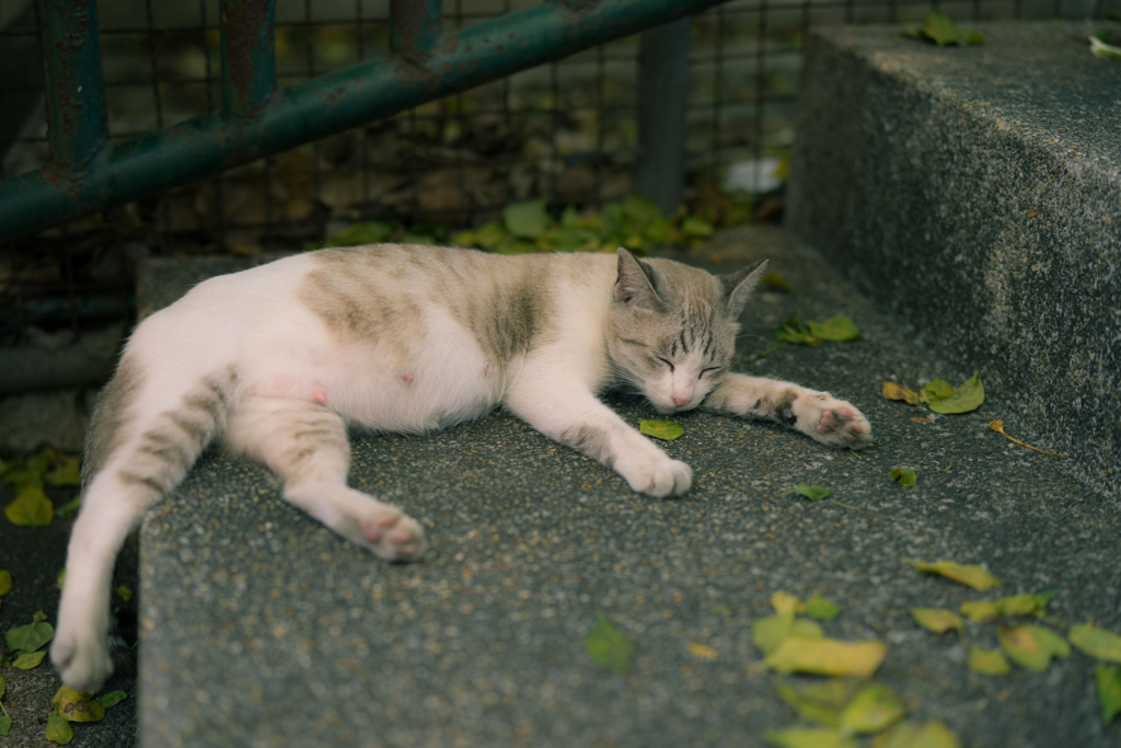 f:id:Yoshi4423:20180120034829j:plain f:id:Yoshi4423:20180120034829j:plain