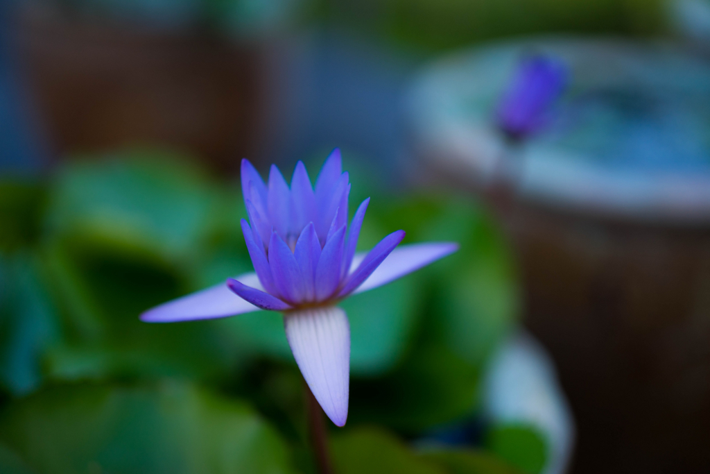 f:id:Yoshi4423:20180124144439j:plain
