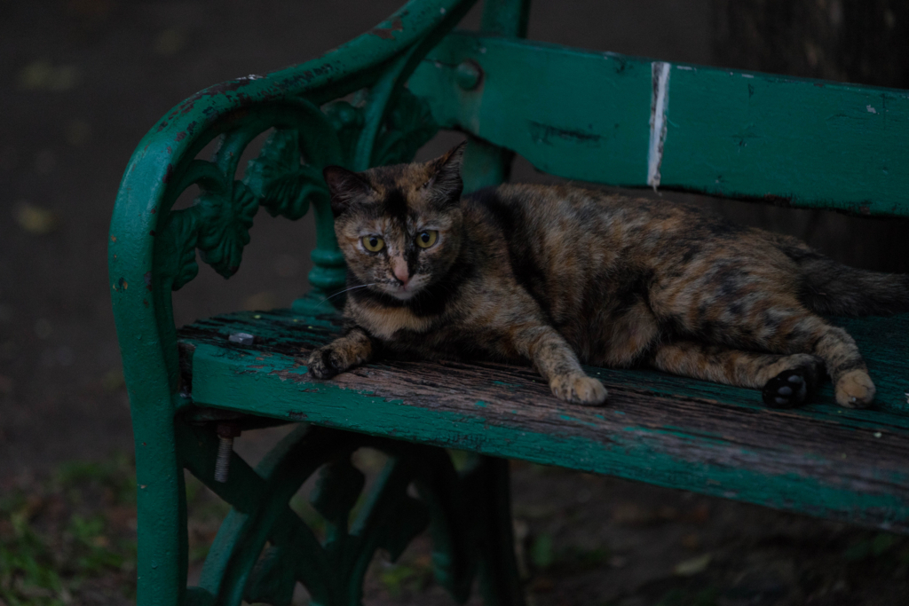 f:id:Yoshi4423:20180211224323j:plain