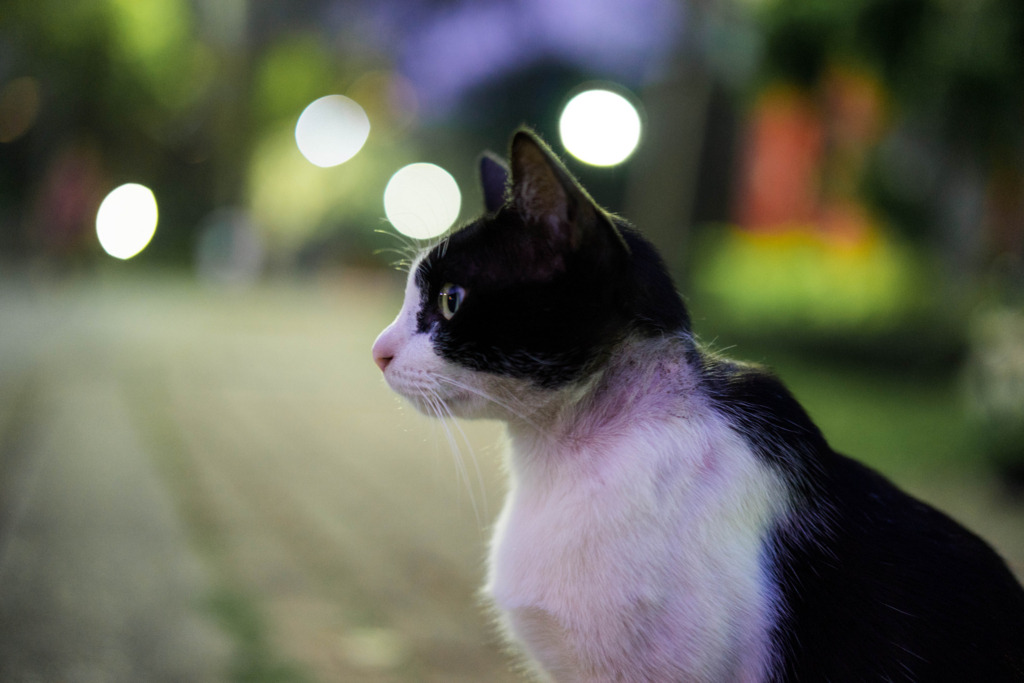 f:id:Yoshi4423:20180211224439j:plain
