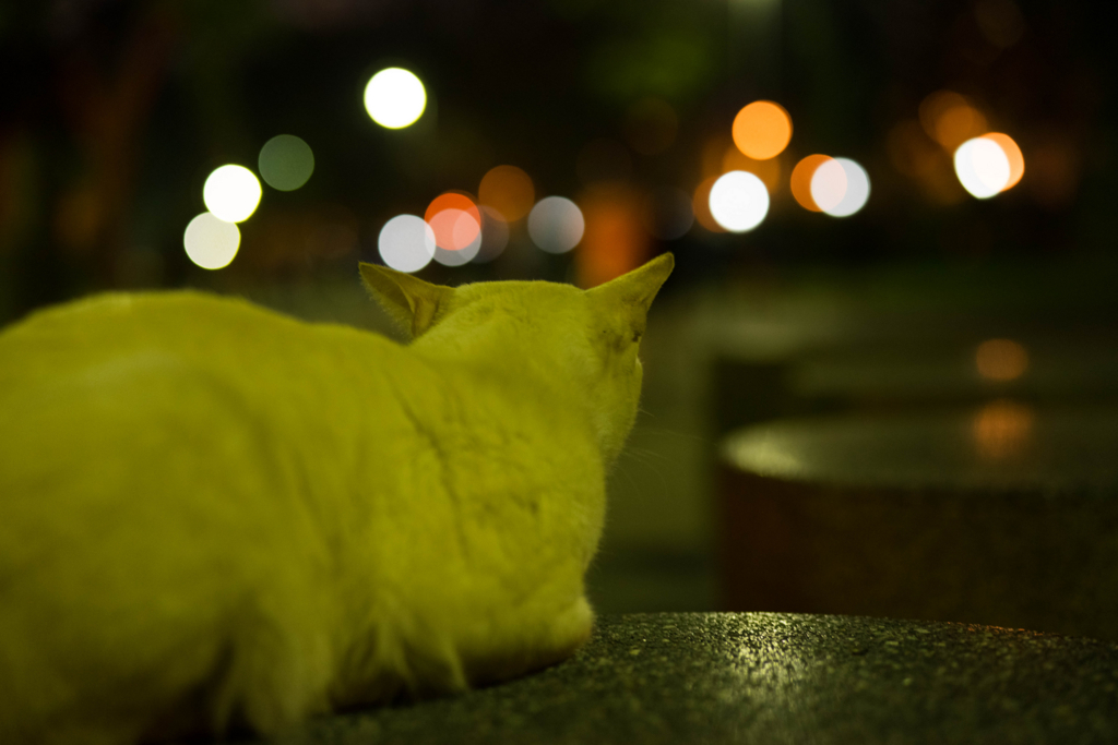 f:id:Yoshi4423:20180211225219j:plain