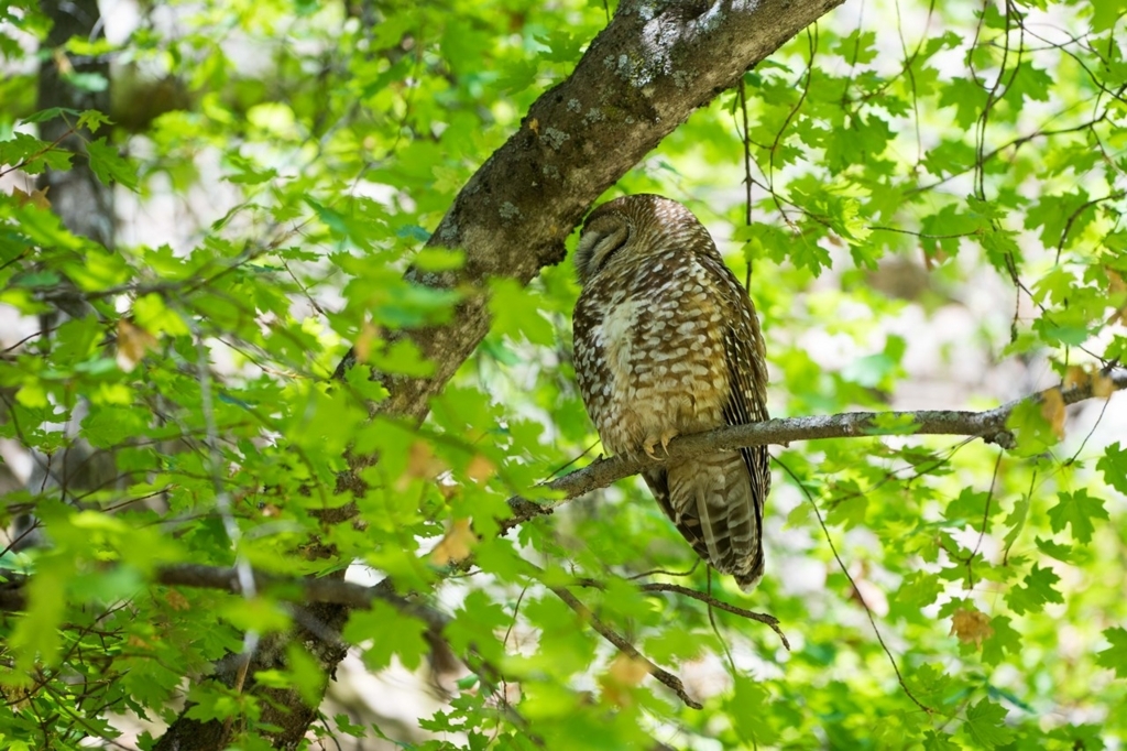 f:id:Yoshi4423:20180426035203j:plain