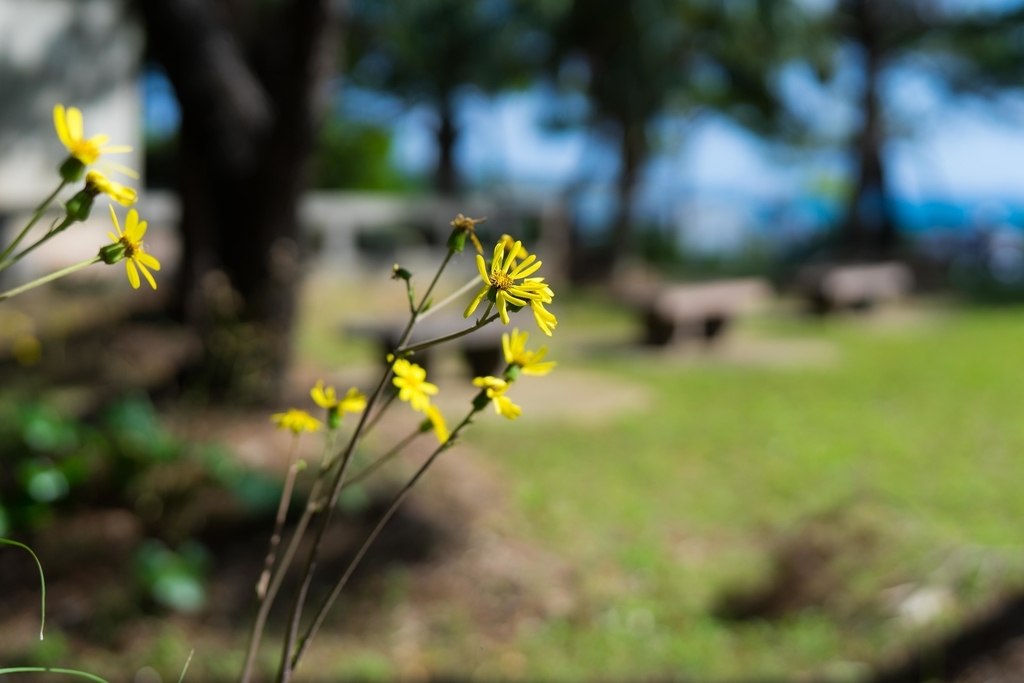 f:id:Yoshi4423:20190117181628j:plain