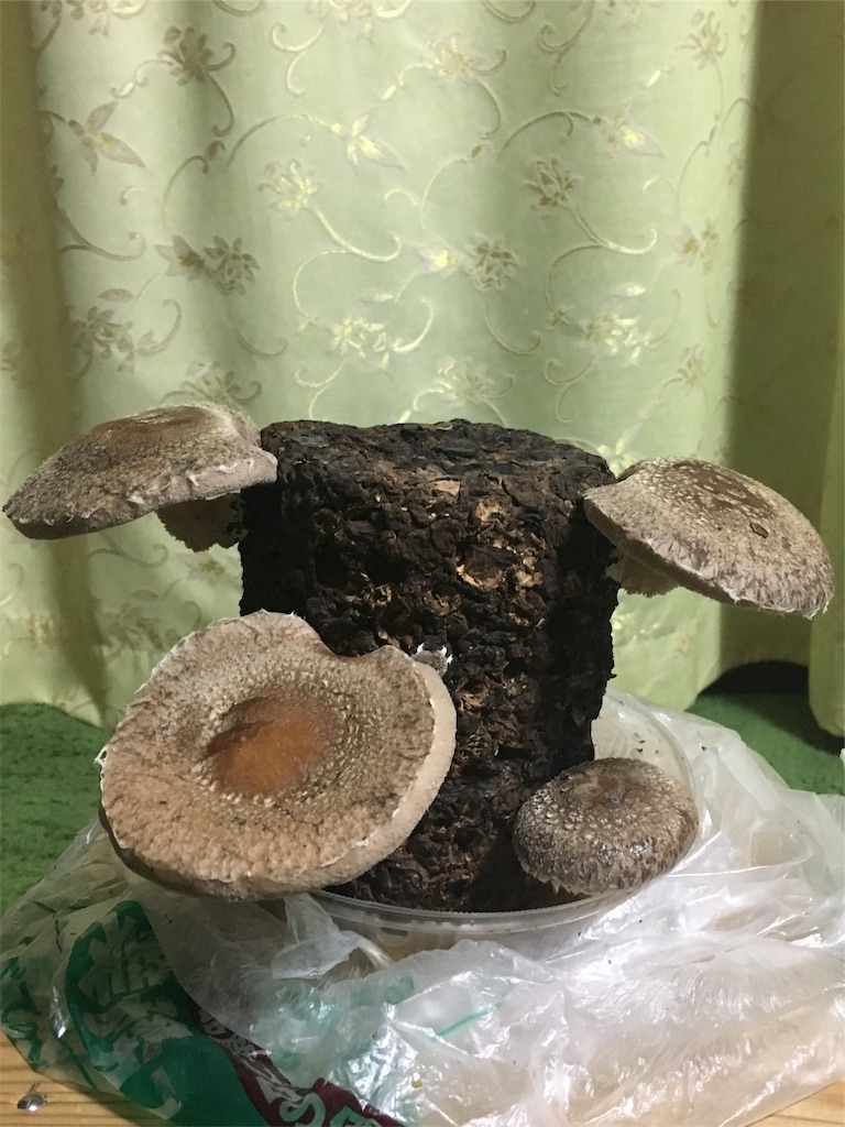 f:id:Yoshiekko2018:20190324212125j:image f:id:Yoshiekko2018:20190324212125j:image