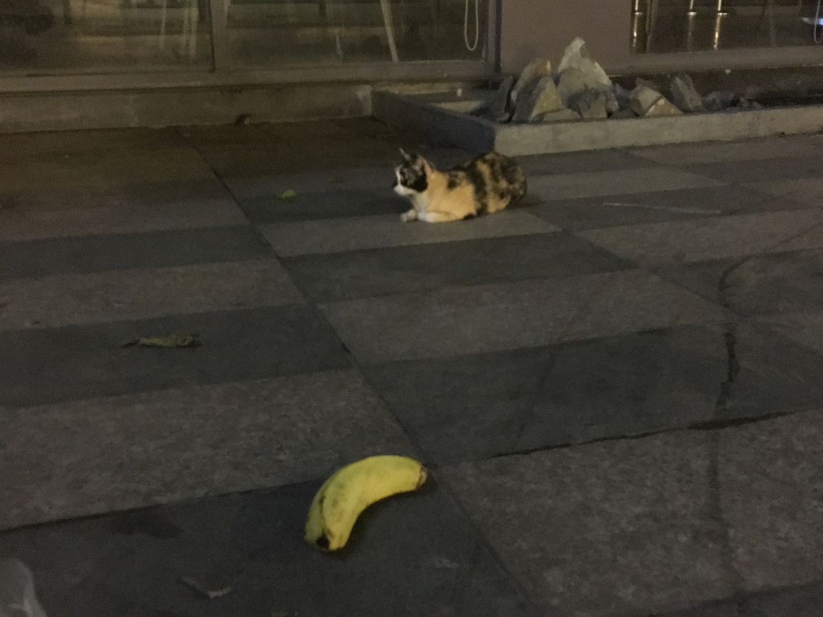 f:id:YoshihikoK:20190527194118j:plain f:id:YoshihikoK:20190527194118j:plain