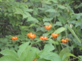 20110726150509